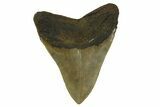 Serrated, Fossil Megalodon Tooth - North Carolina #299405-2